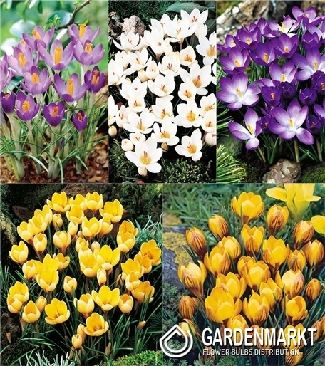 Eingestellt Frühlingskrokus "1"