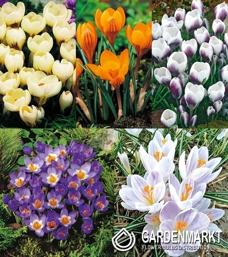 Eingestellt Frühlingskrokus "2"