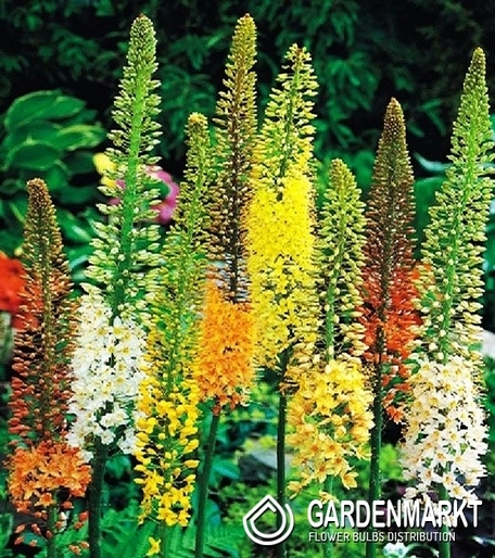 Eremurus Mix 3 St.