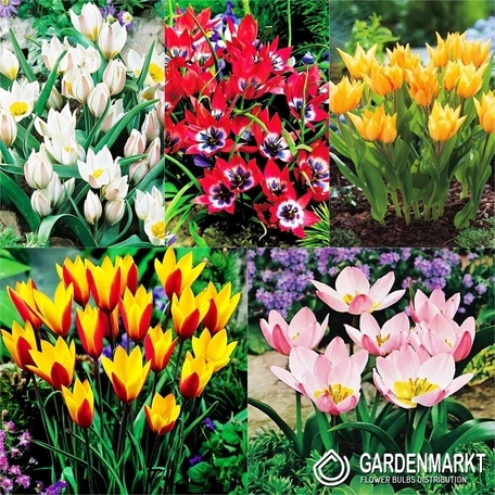 Eingestellt Tulpe Botanische 2