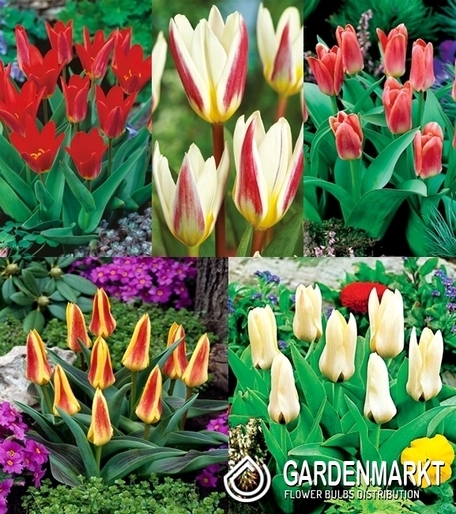 Eingestellt Tulpe Klein