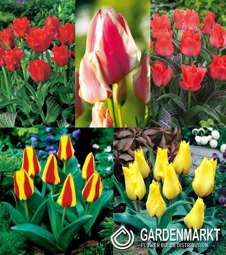Eingestellt Tulpe Klein Greiga