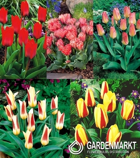 Eingestellt Tulpe Klein Kaufmanna