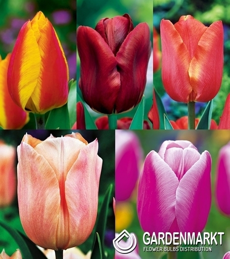 Eingestellt Einzeln Früh Tulpe
