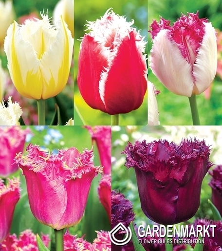 Eingestellt Fetzen Tulpe "6"