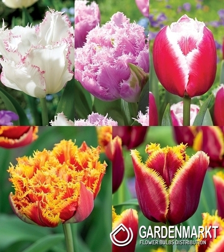 Eingestellt Fetzen Tulpe