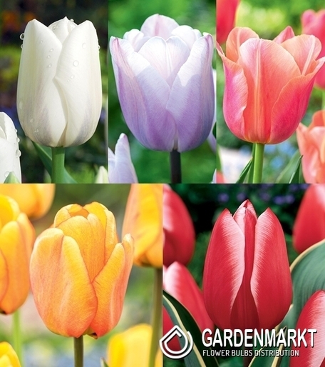 Eingestellt Tulpe Triumph "11"