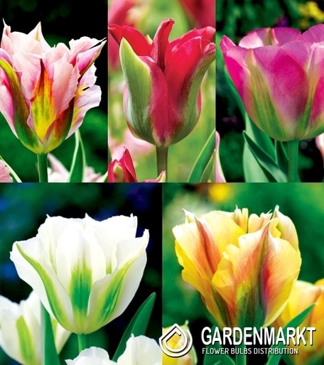 Eingestellt Tulpe Viridiflora "1"