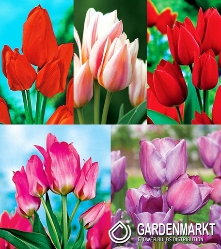 Eingestellt Mehrblütigen Tulpe "1"