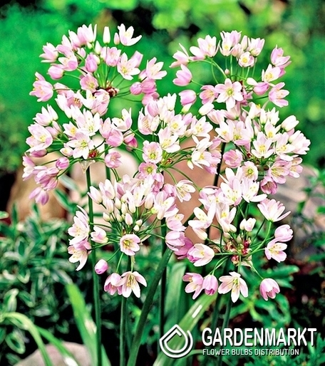 Zierlauch Allium Rosa 10 St.