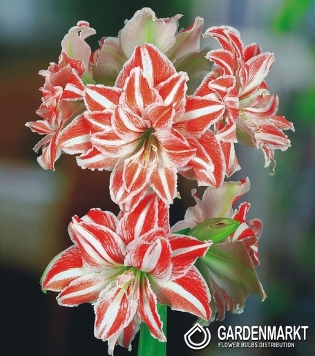 Hippeastrum Amaryllis Dancing Queen 1 St.