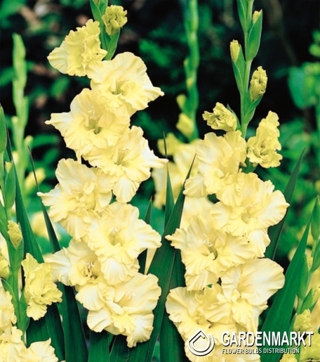 Gladiolus Gladiole Banana Ruffle 5 St.