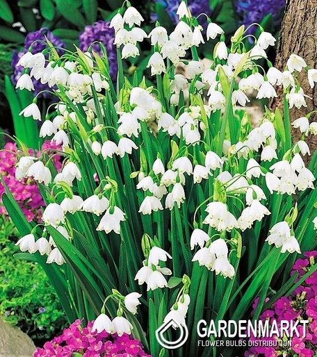 Sommerglöckchen Leucojum Aestivum 5 St.