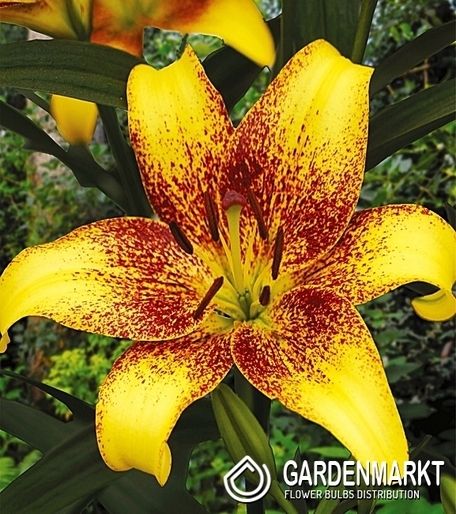 Asiatische Lilie Zweifarbige Golden Stone 1 St.