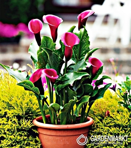 Zantedeschia-Calla Rose Queen 1 St.