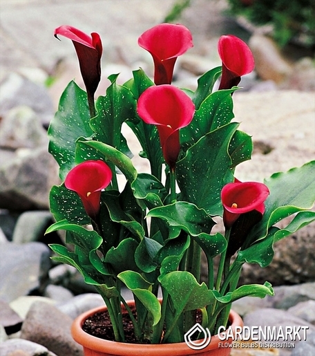 Zantedeschia-Calla Red Alert 1 St.