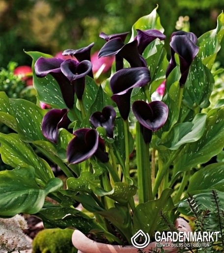 Zantedeschia-Calla Odessa 1 St.