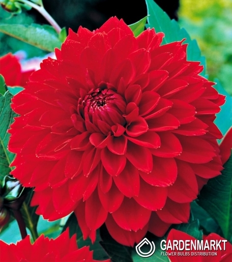 Dahlie Dekorativ Rot 1 St.