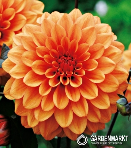 Dahlie Dekorativ Orange 1 St.