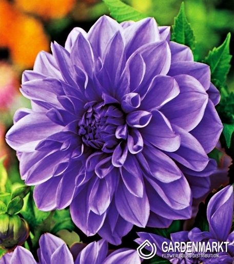 Dahlie Dekorativ Blau 1 St.