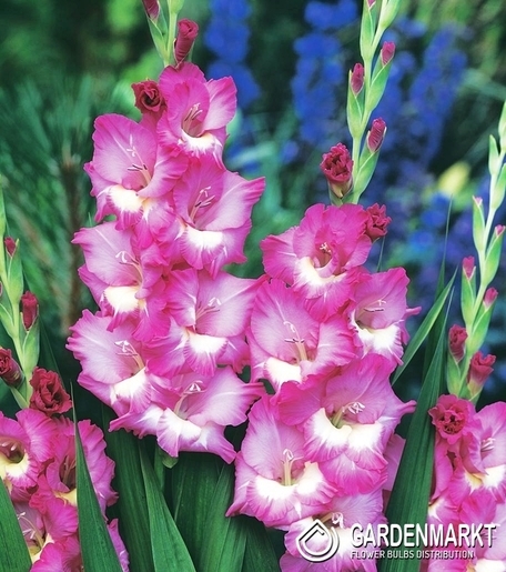 Gladiolus Gladiole Rhapsody in Blue 5 St.