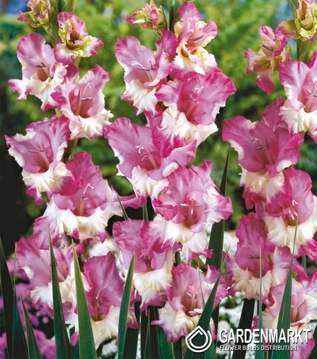 Gladiolus Gladiole Maggie 5 St.