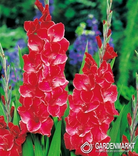 Gladiolus Gladiole After Shock 5 St.