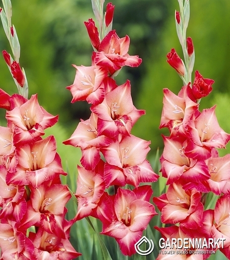 Gladiolus Gladiole Antica 5 St.