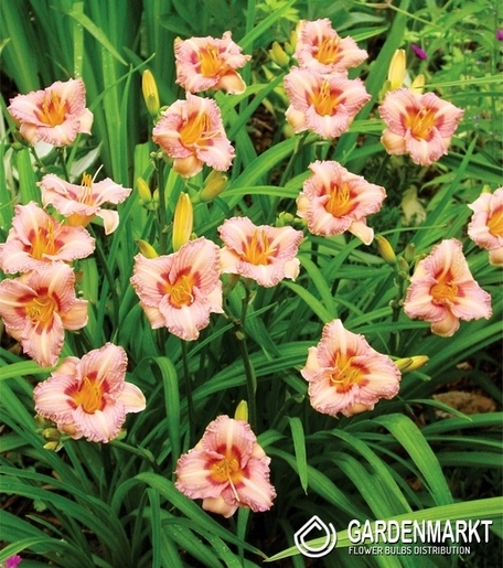 Hemerocallis Taglilie Longsfield Glorie 1 St.