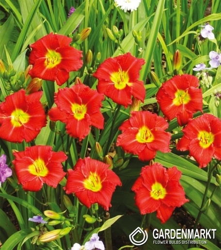 Hemerocallis Taglilie Longsfield Red Baron 1 St.