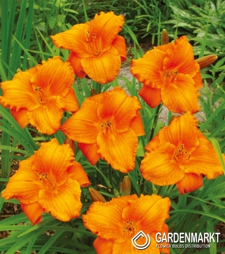 Hemerocallis Taglilie My Reggae 1 St.