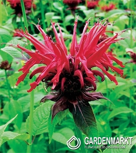 Indianernessel - Monarda Cambridge Scarlet 1 St.