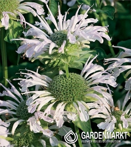 Indianernesse l- Monarda Schneewitchen 1 St.