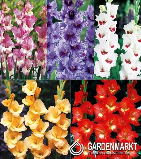 Eingestellt Gladiolus Gladiole Mehrblütige "12" 12/15