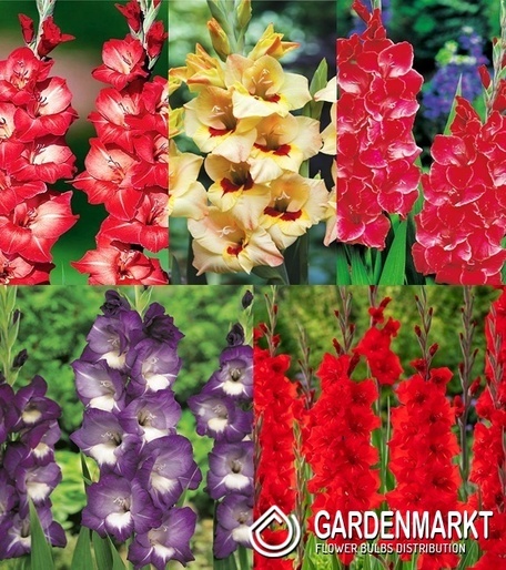 Eingestellt Gladiolus Gladiole Mehrblütige "13" 12/16