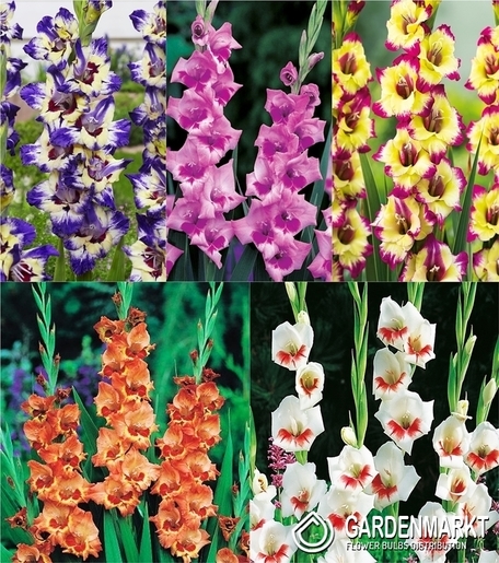 Eingestellt Gladiolus Gladiole Mehrblütige "14" 12/17