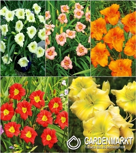 Eingestellt Hemerocallis Taglilie Klein "4" I Wahl