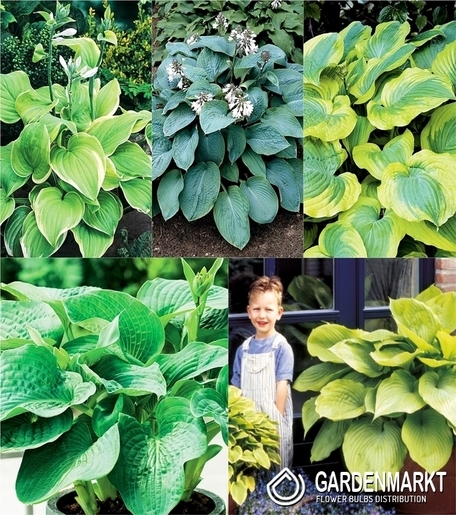 Eingestellt Hosta "3" I Wahl