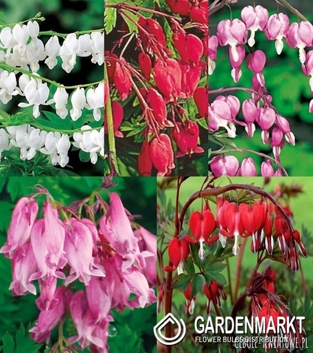Eingestellt Stauden "5"