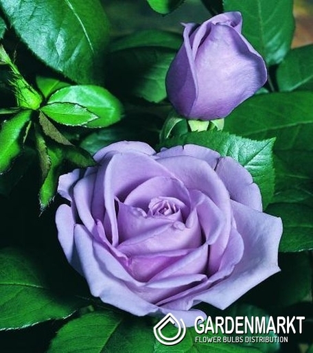 Mehrblütigen Rose Blau 1 St.