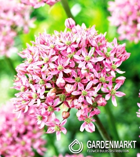 Zierlauch Allium Pink Jewel 1 St.