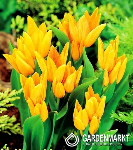 Tulip Botanische Preastans Shogun 5 St.