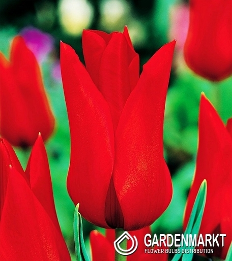 Lily Tulpe Pretty Women 5 St.