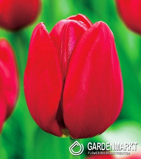 Tulpe Für Sammler Warszawa 5 St.
