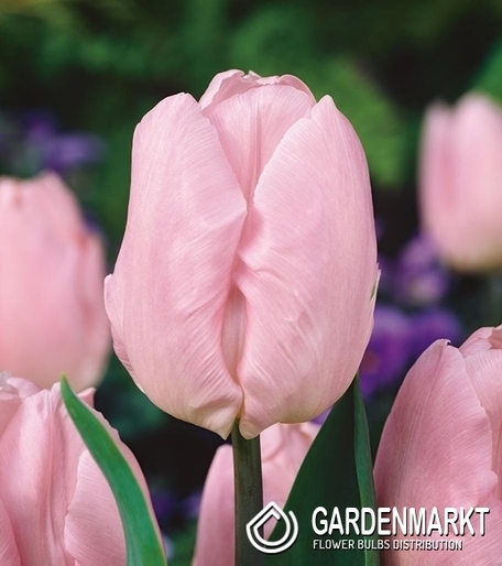 Tulpe Triumph Candy Prince 5 St.