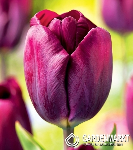 Tulpe Gigantisch Purple Lady 5 St.