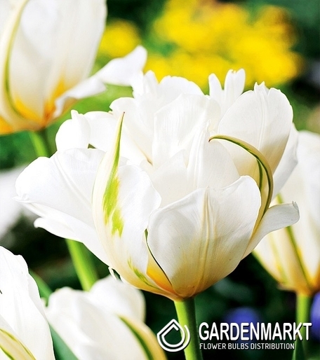 Tulpe Exklusiv  Exotic Emperor 5 pcs