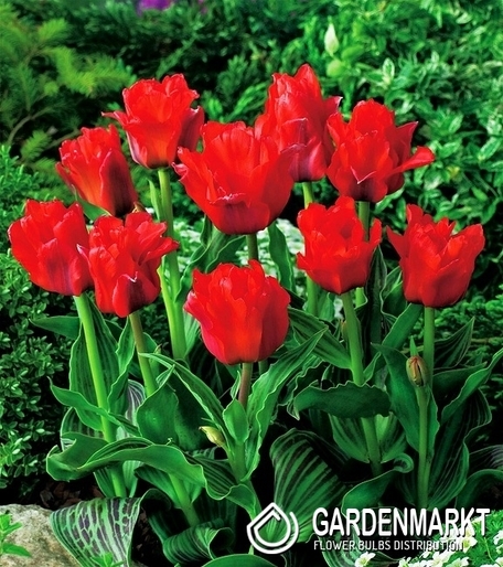 Tulpe Exklusiv  Double Red Riding Hood 5 pcs