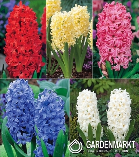 Eingestellt Hyazinthe 16/18 1