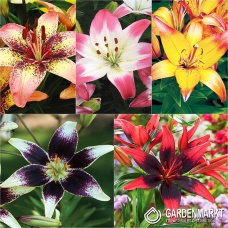 Eingestellt Bicolor Lilie
